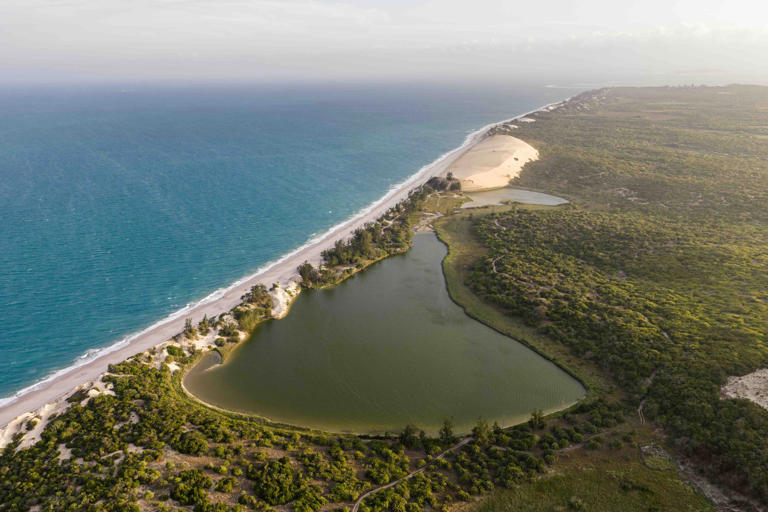 5,000 years ago, these forests drowned. Now they're thriving reefs ...
