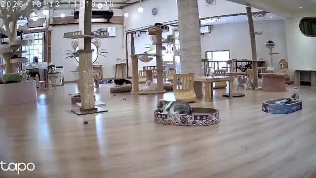 Cats flee as power bank explodes inside Thailand pet cafe