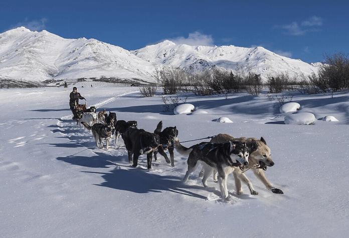 Shorter lower-leg bones may give sled dogs more pulling power