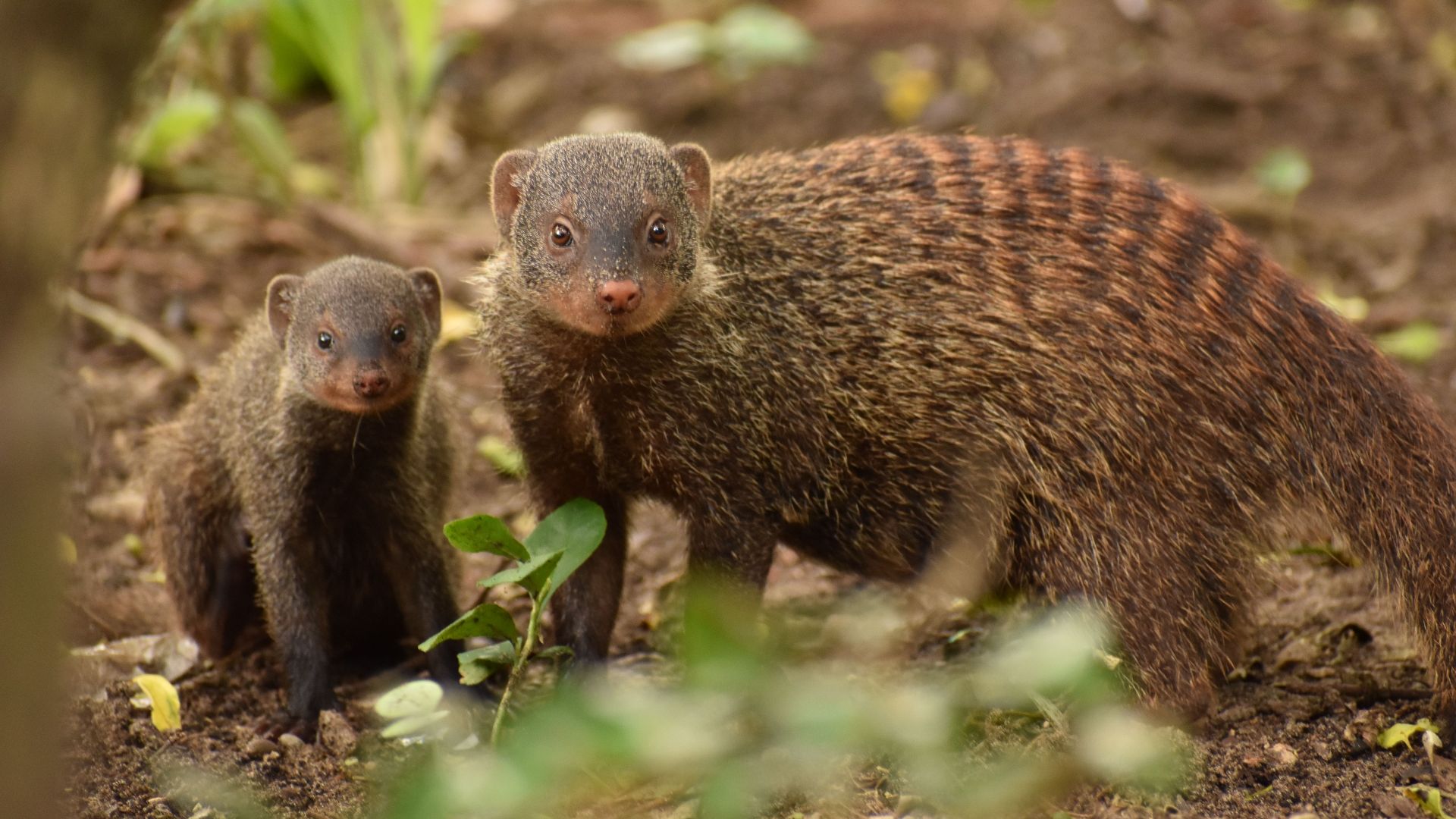 20 times humans tried to fix nature and created a much bigger problem