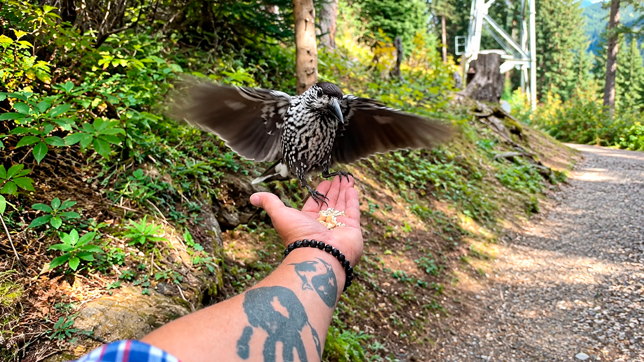 Watch this bird coming over because it smelled food