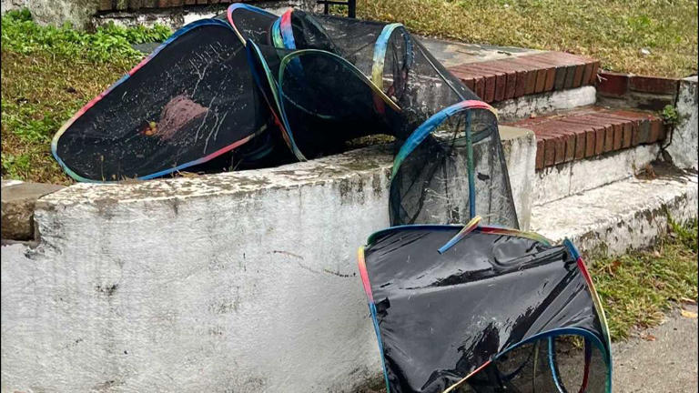 4 cats stuffed into mesh tunnel, dumped in pouring rain in Asbury Park ...