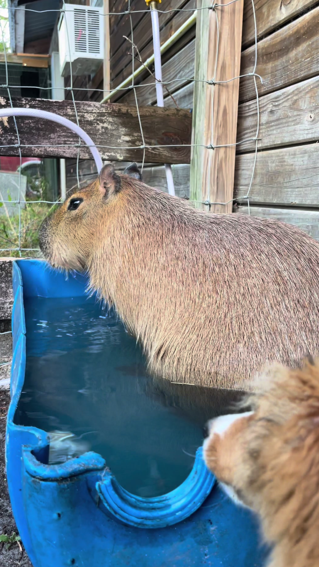 Even Florida mornings can be perfect for capybara relaxation