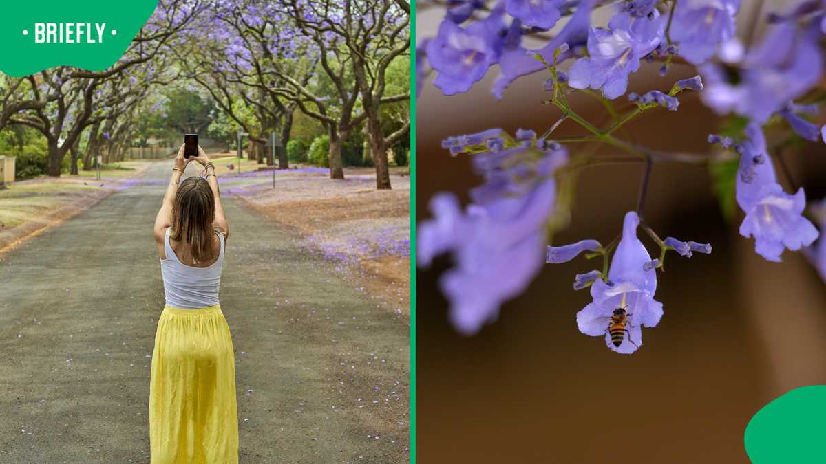 Johannesburg Jacaranda season 2026 paints city purple