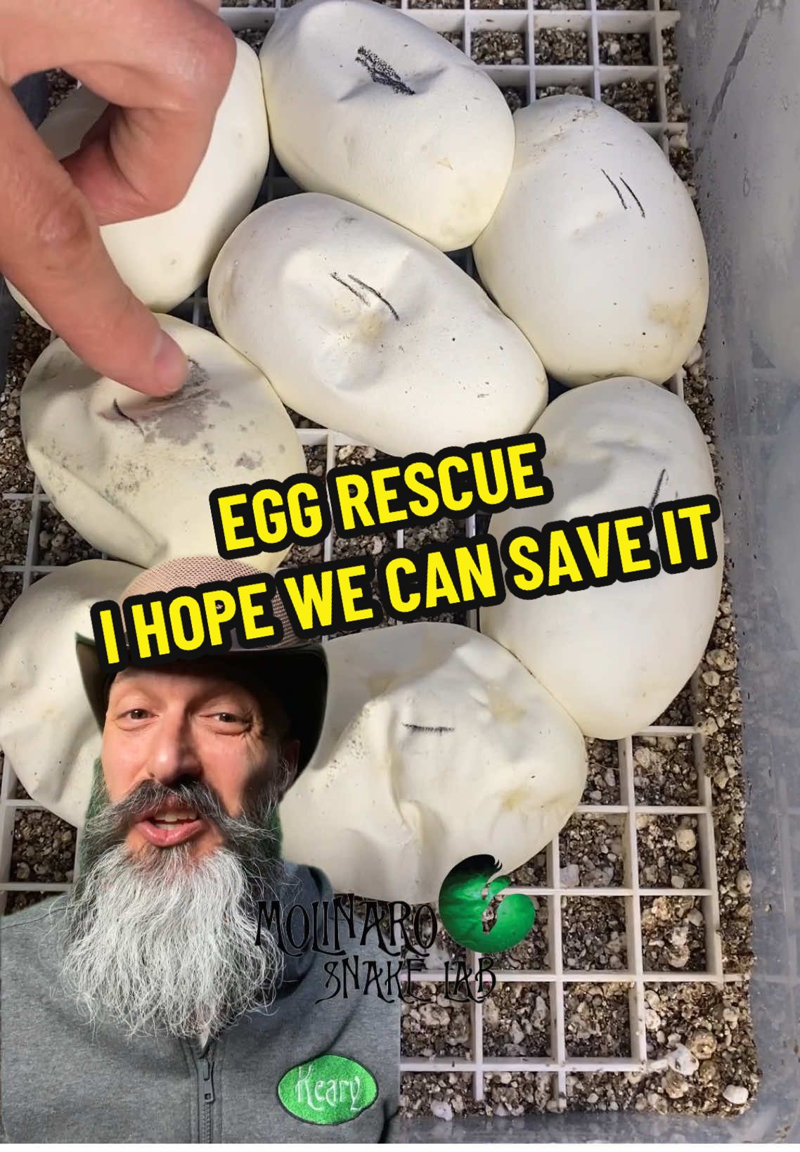 Uh-oh... one of the eggs is looking iffy!