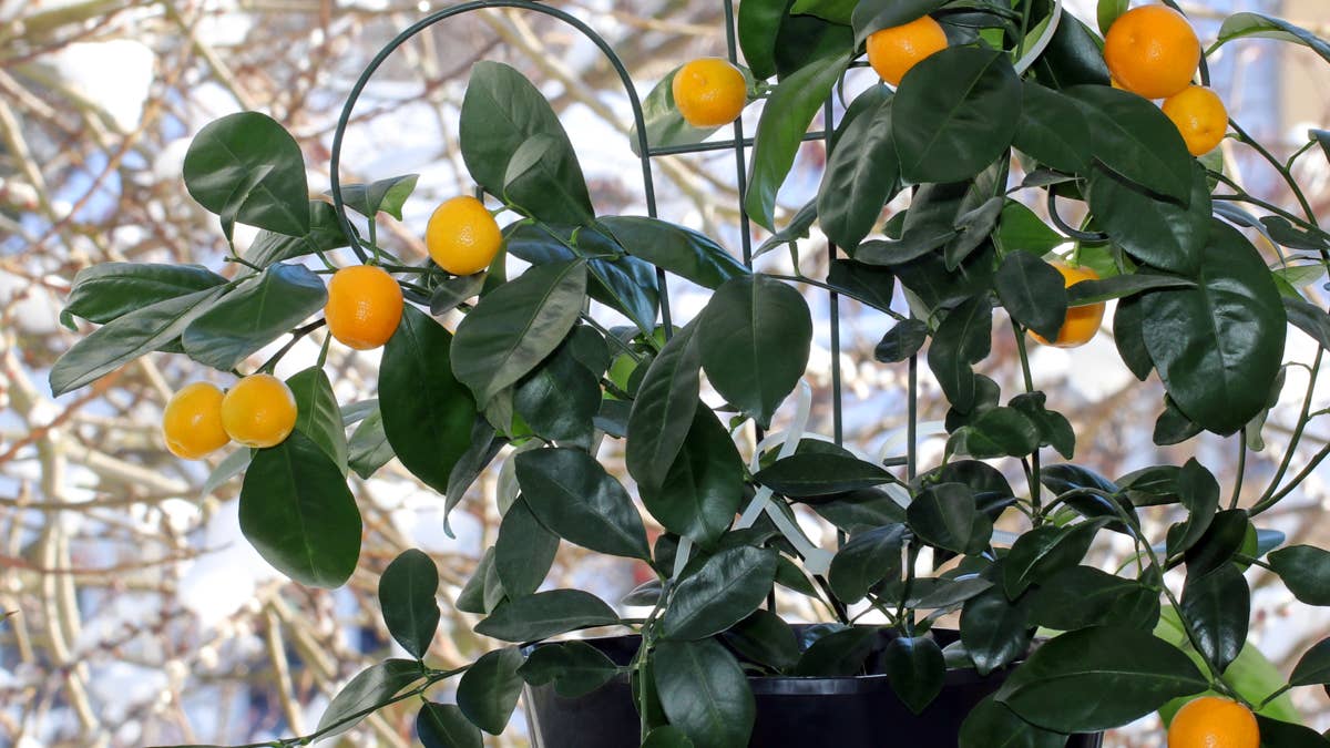 3 citrus trees that thrive indoors, according to horticulturists
