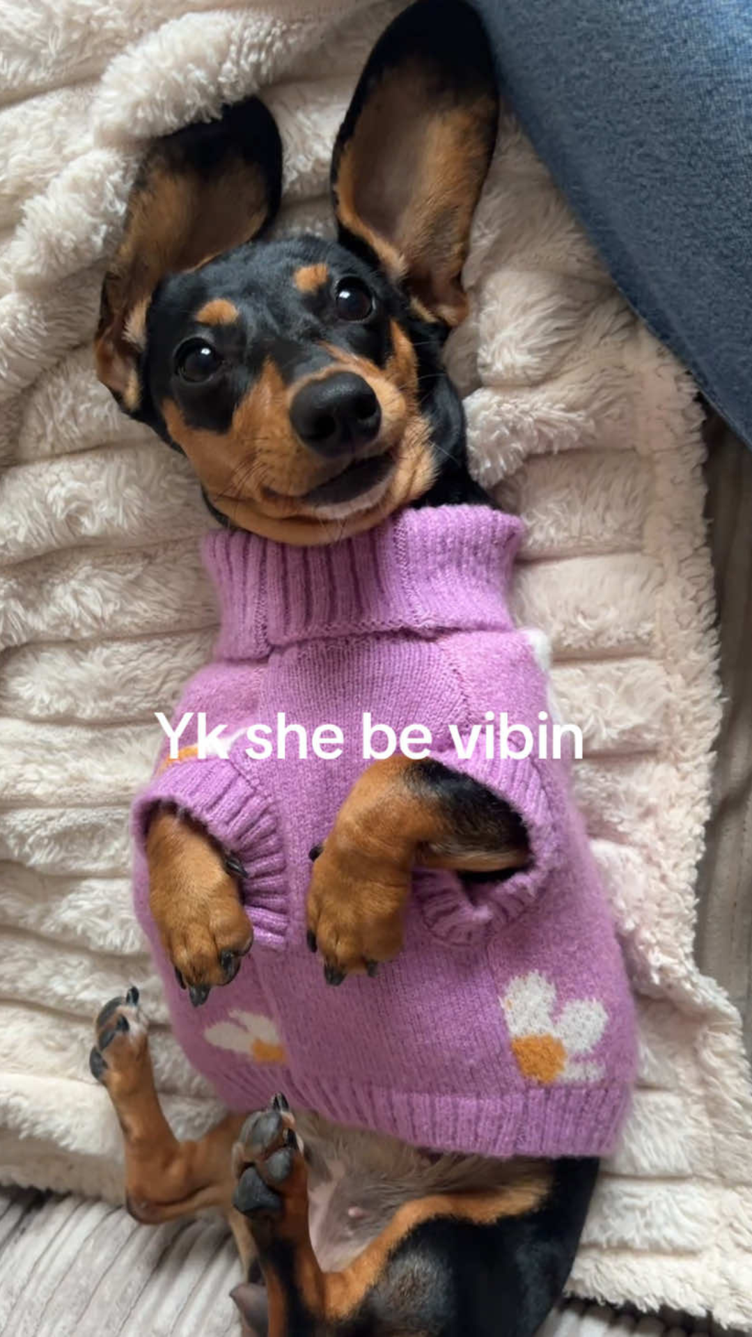 Stylish mini dachshund shows off her adorable outfit