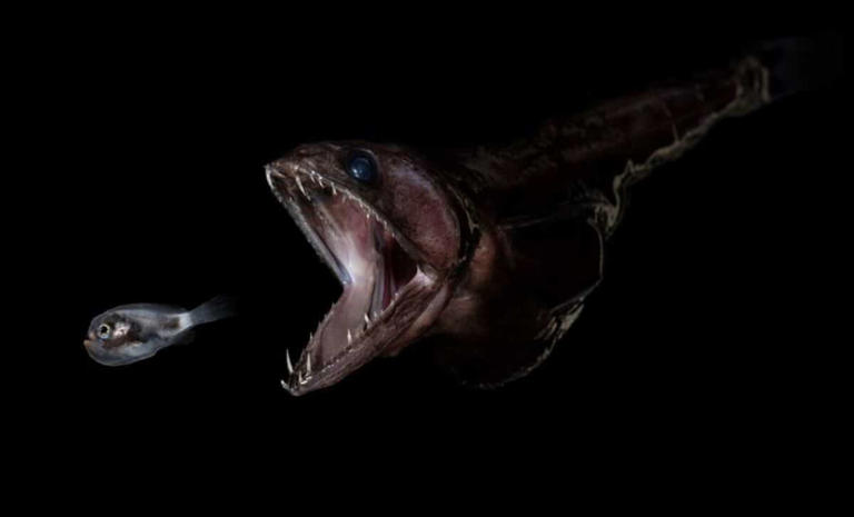A 19-centimeter fish once swallowed an 86-centimeter predator, and ...
