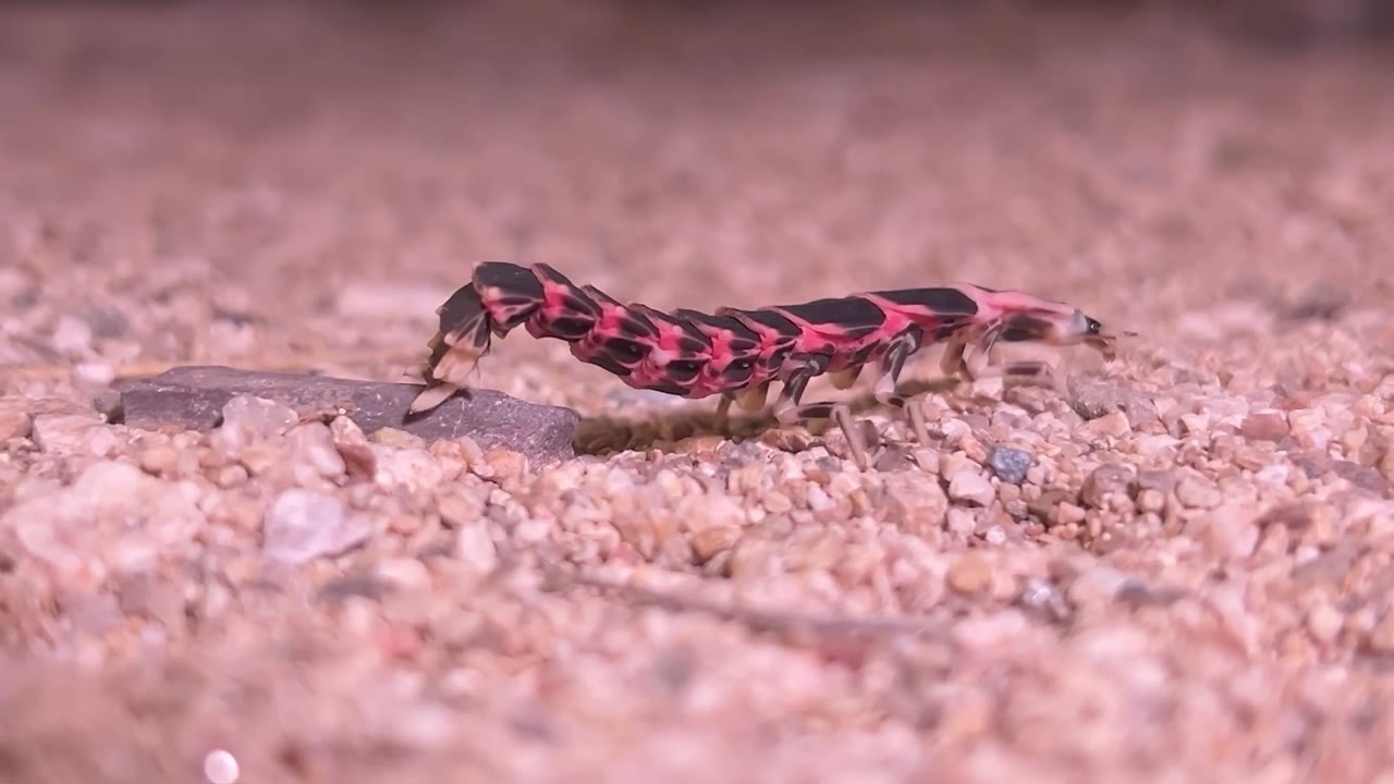 A tiny backyard predator looks like a walking stick but it hunts other ...