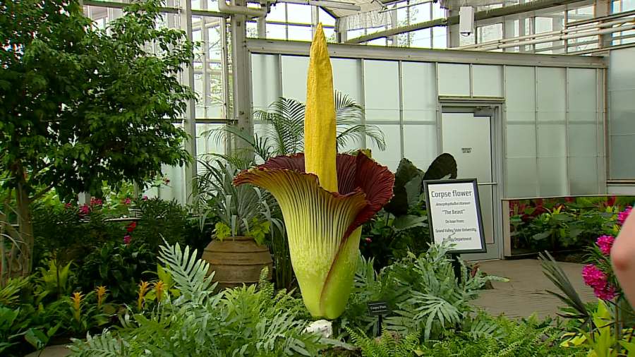 GVSU’s corpse flower in peak bloom Thursday