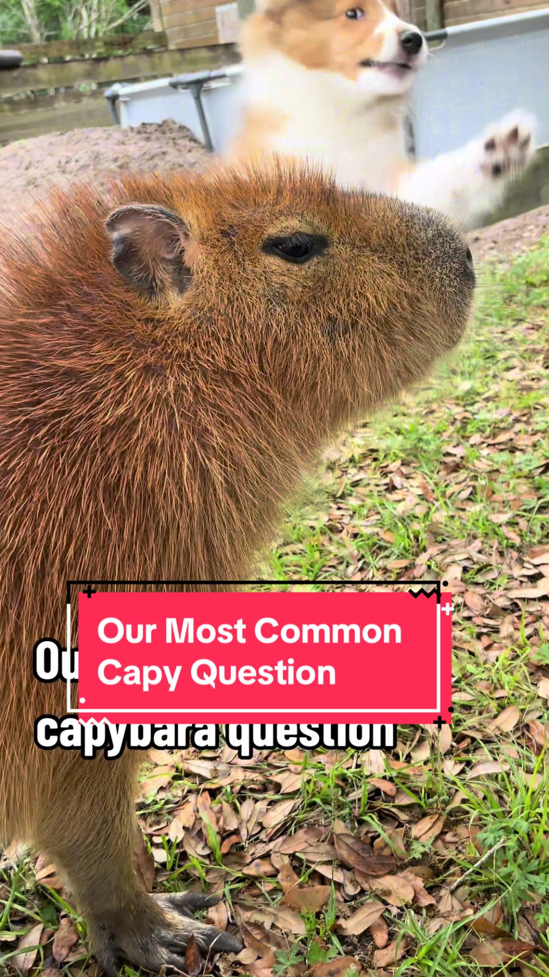 The common capybara misconception worth clearing up