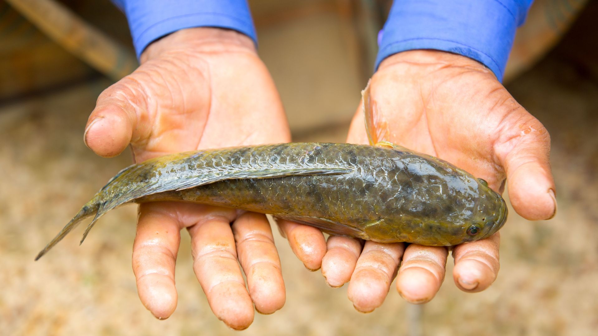 20 times humans tried to fix nature and created a much bigger problem