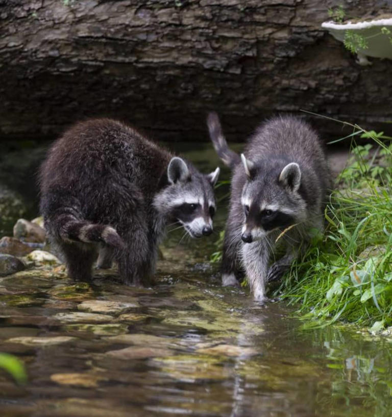 Kreuzender Waschbär: Stürzte die Hückeswagenerin deshalb in die Bever?