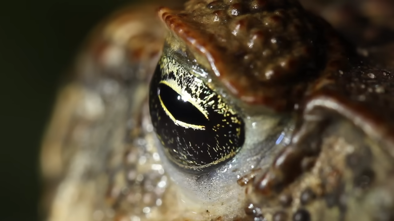 Poisonous cane toads invaded Australia - then 77% of freshwater ...