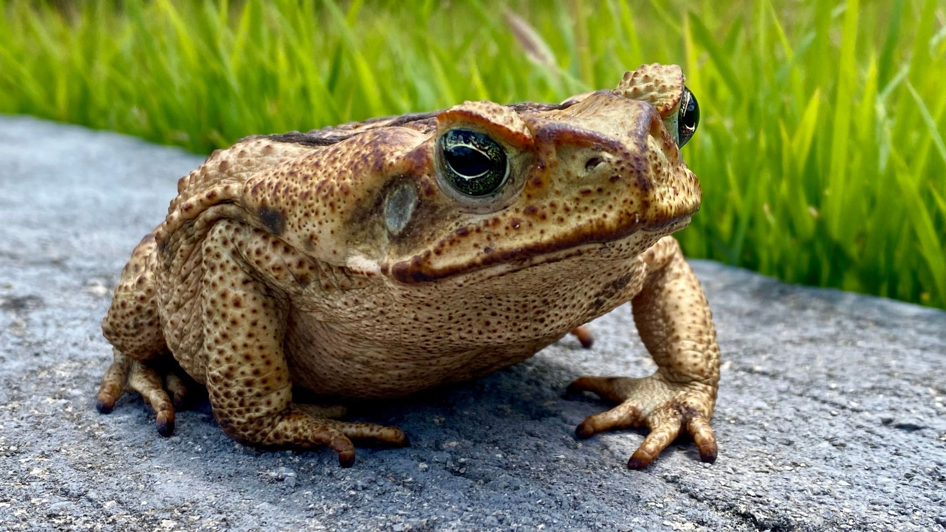 20 times humans tried to fix nature and created a much bigger problem