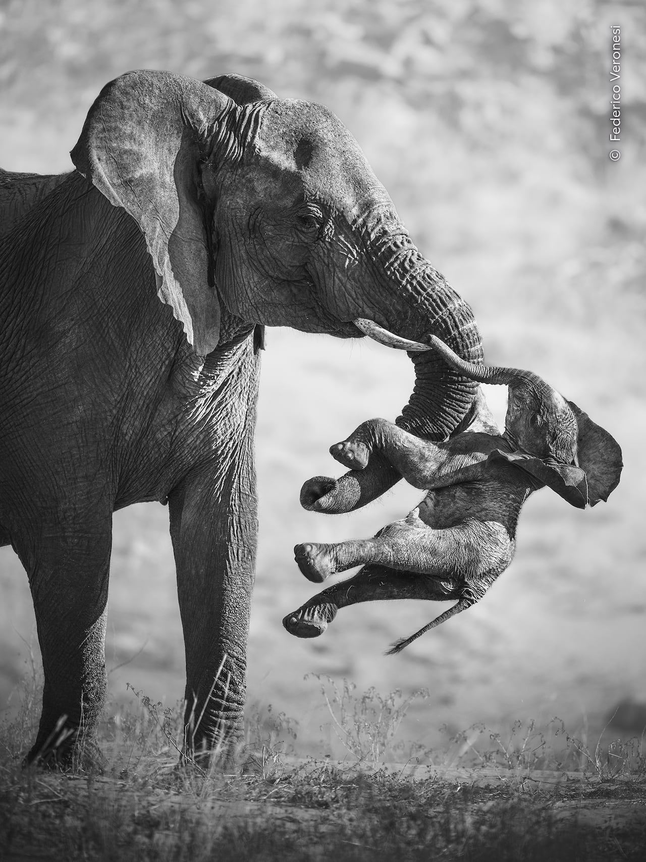 Image of mournful elephant mom wins 2026 Wildlife Photographer of the Year