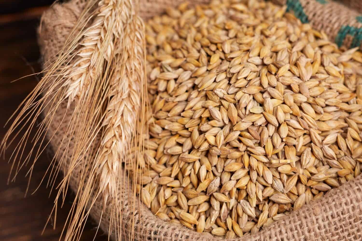 Western Australia backs doubled haploid research to speed wheat and ...