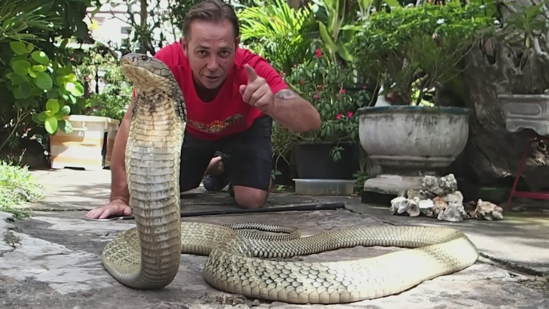 Meeting a wild king cobra | The longest venomous snake alive