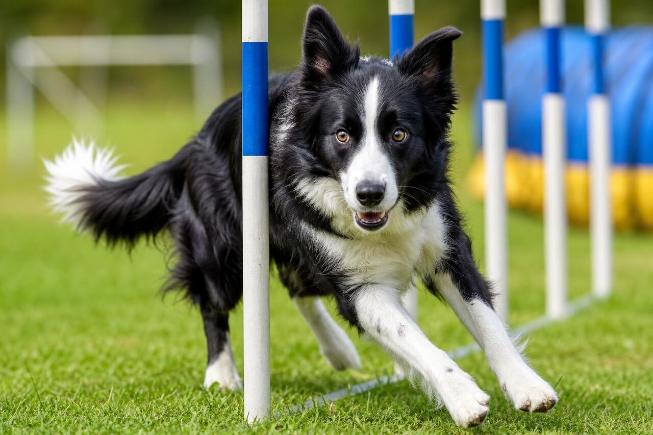 20 of the most intelligent dog breeds ranked in order