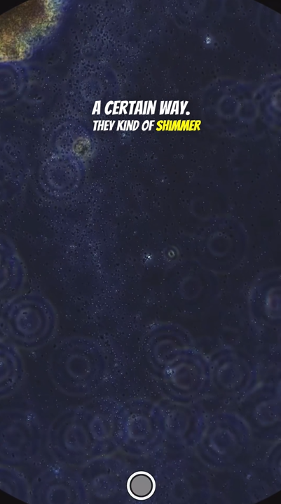 Discover a fascinating world under the microscope