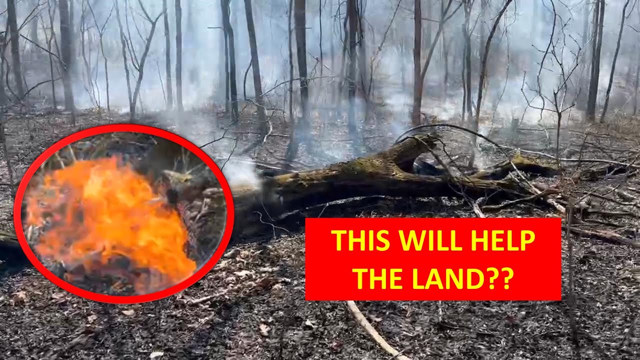 Farm regeneration revealed: prescribed burn technique for Southern ...