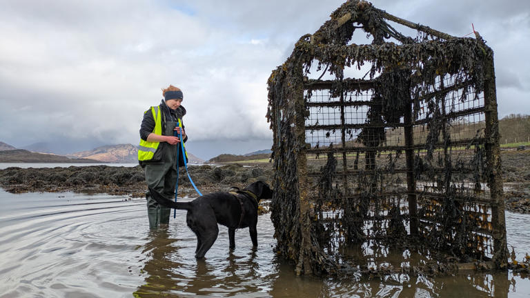 Dog that hunts invasive ‘sea vomit’ creature named animal of the year