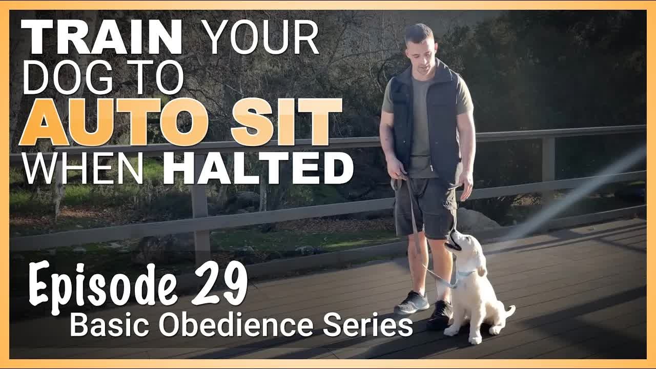 How to train your dog to automatically sit when you stop on walks