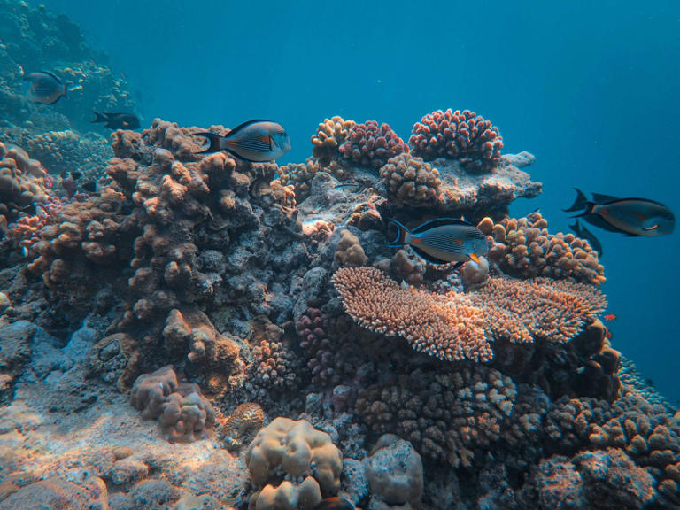 La majorité des aires marines protégées ne protègent pas de la pêche ...