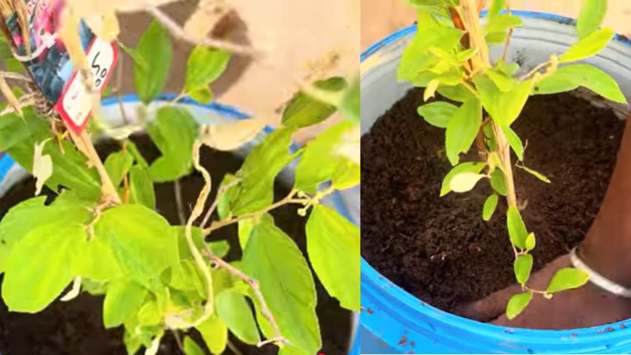 Terrace gardening tips: You can easily grow fruit plants on your roof ...