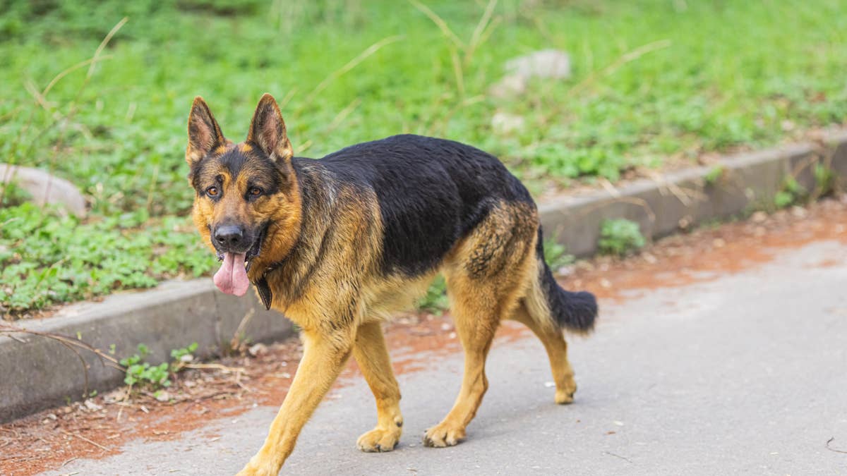 Protective German shepherd sees toddler heading for the street and ...