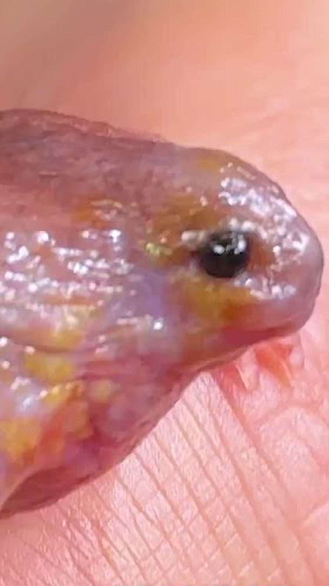 Why this turtle appears to have no shell