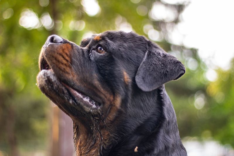 Before choosing one of these 11 dog breeds, ask yourself whether you're ...