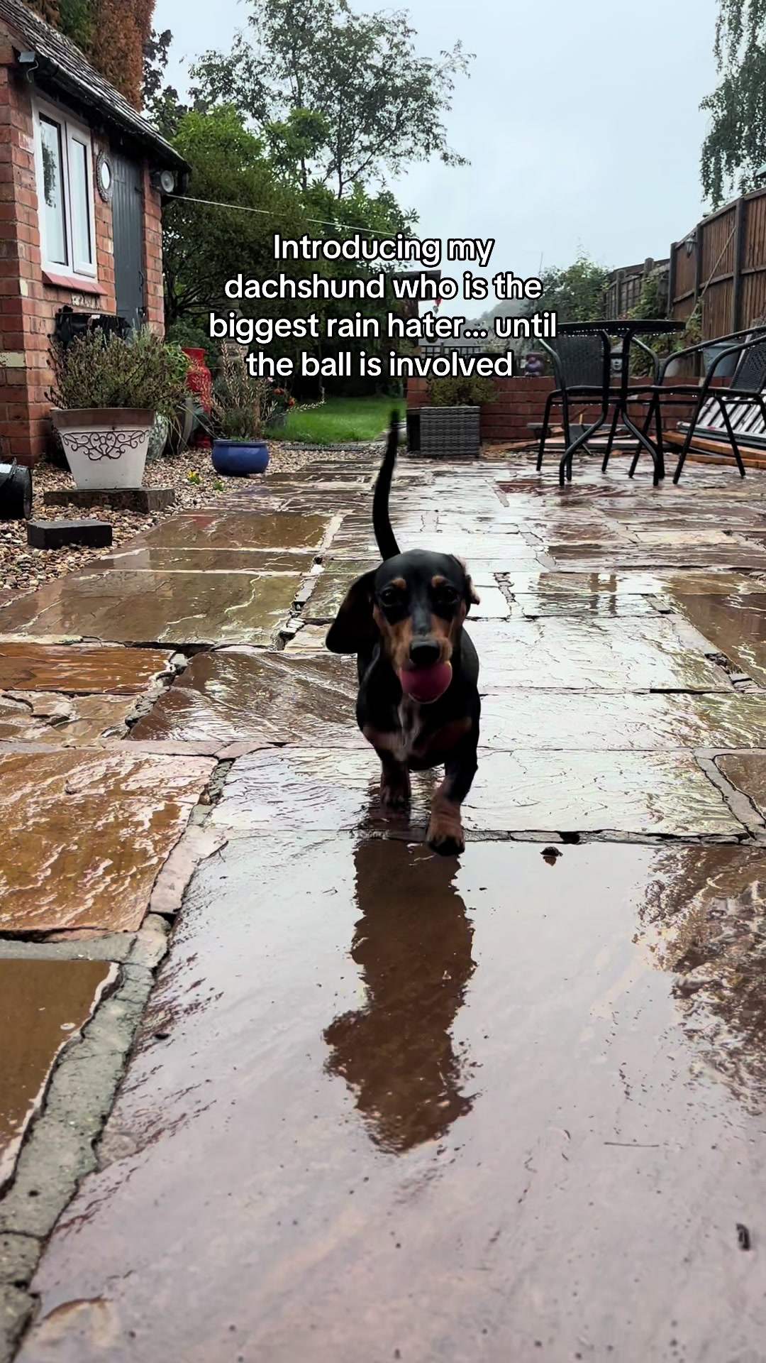 The things this mini dachshund will do for a ball are impressive