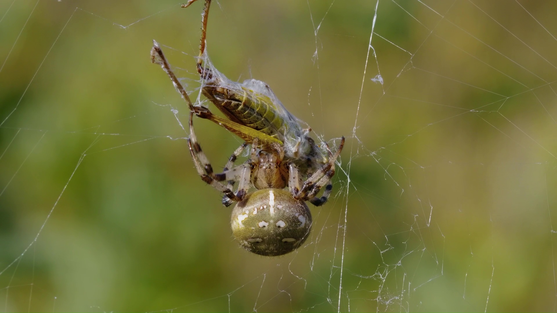 Watch An Orb Weaver Spider Capture A Trapped Insect