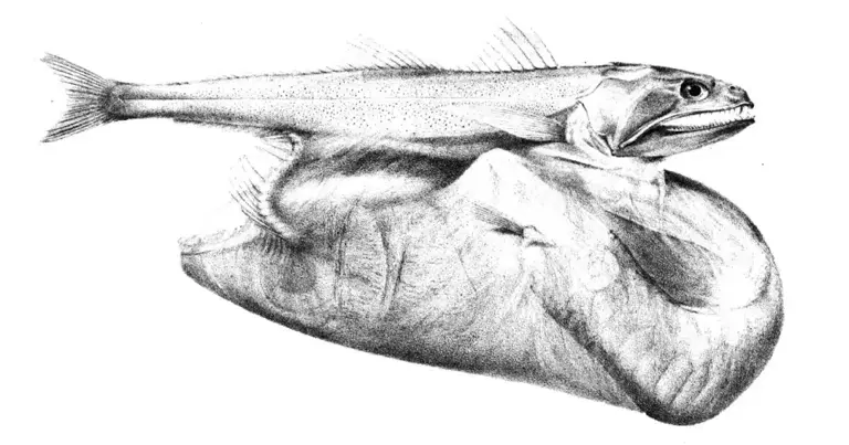 A 19-centimeter fish once swallowed an 86-centimeter predator, and ...