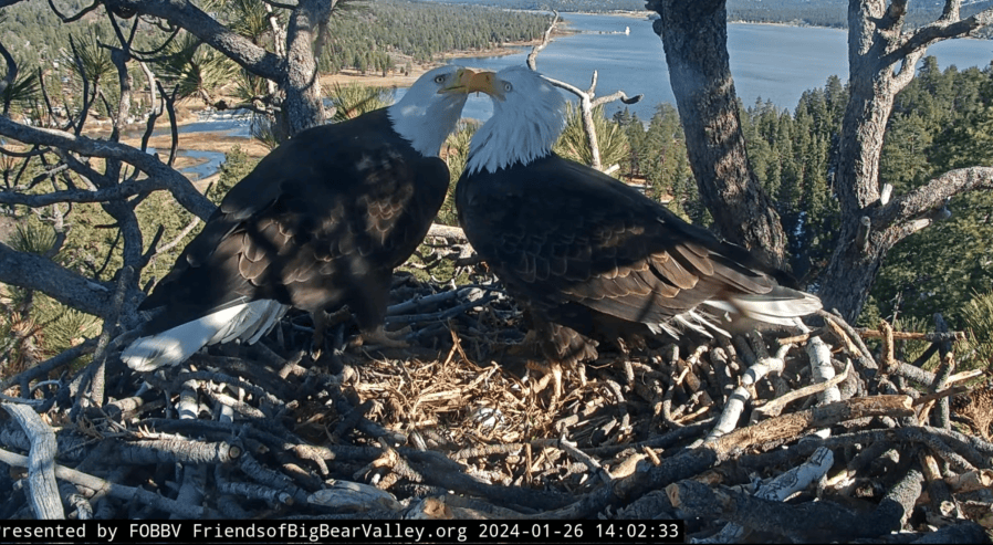 Cause of death revealed for beloved Big Bear bald eagle Jackie