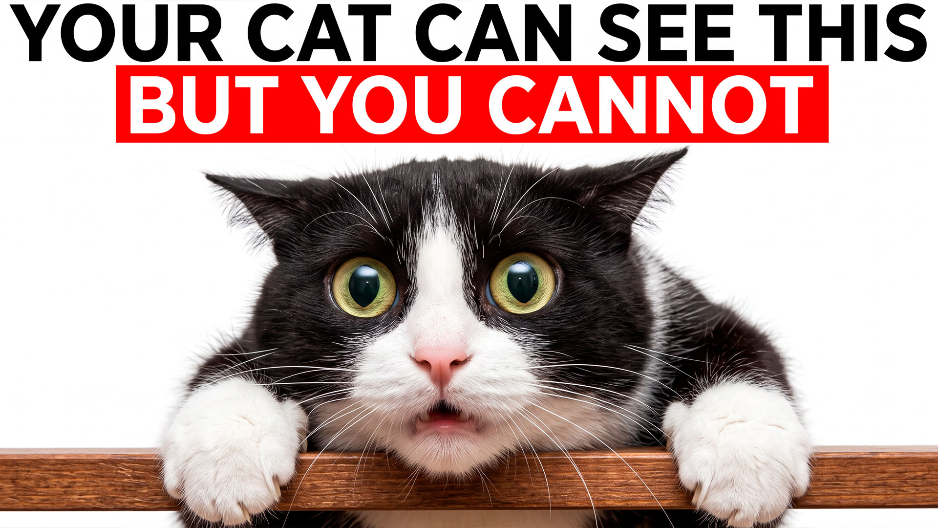 8 strange things only cats can see and hear that humans can't