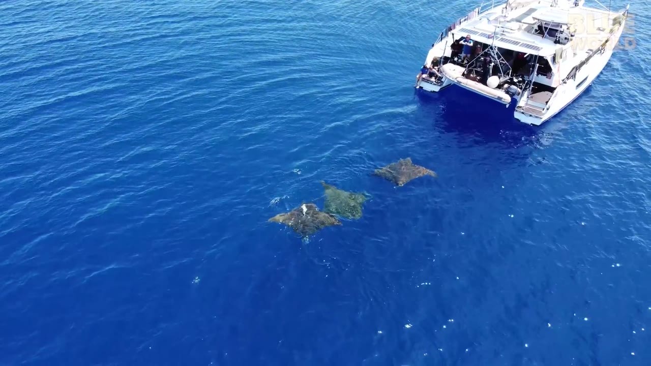 Divers traveled 6 hours into the Atlantic - then devil rays started ...
