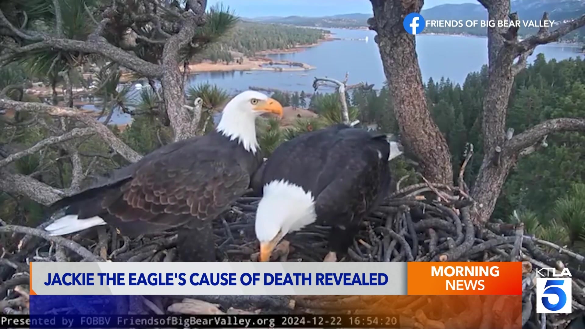 Jackie the bald eagle's cause of death revealed in necropsy