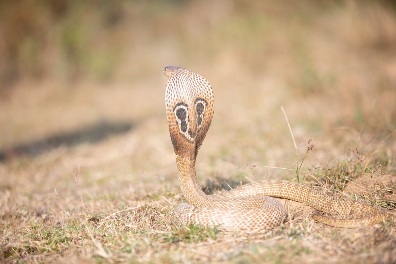 India's cobras share genetic ties across the mainland, while Sri Lankan ...
