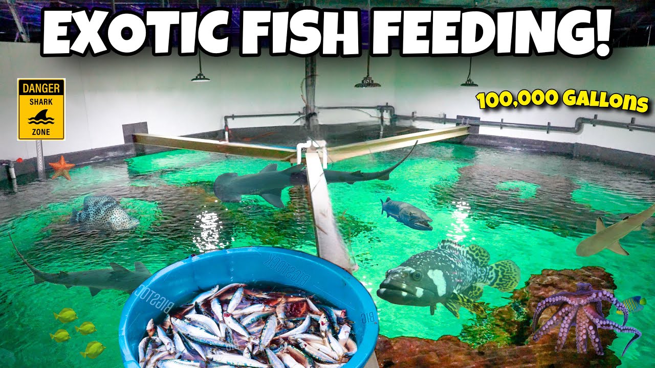 Feeding time at my massive 100,000-gallon saltwater pond!