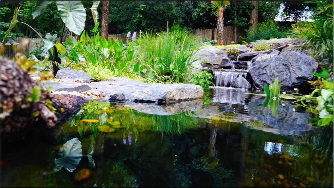 My pond got a skimmer and IonGen