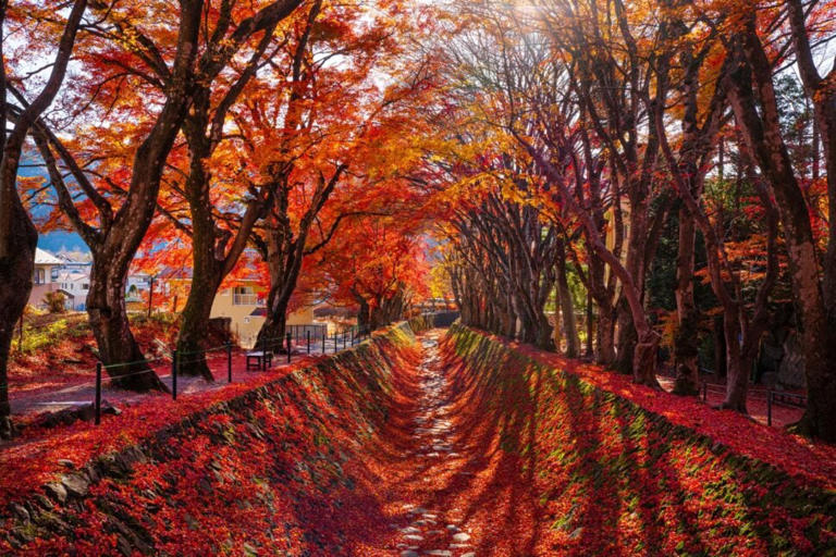Momiji season: The luxury case for Tokyo and Kyoto in autumn