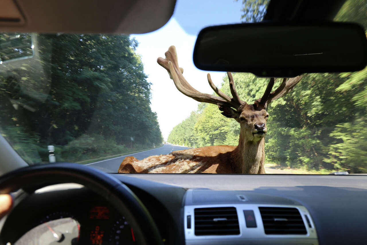 Michigan warns drivers to check insurance as deer season ramps up