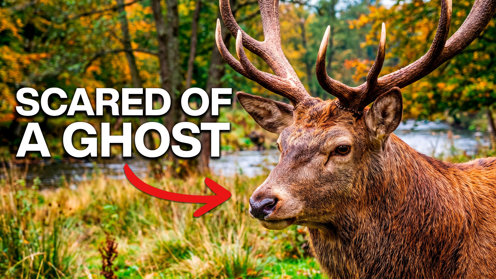 5 animals that evolved to escape predators that no longer exist