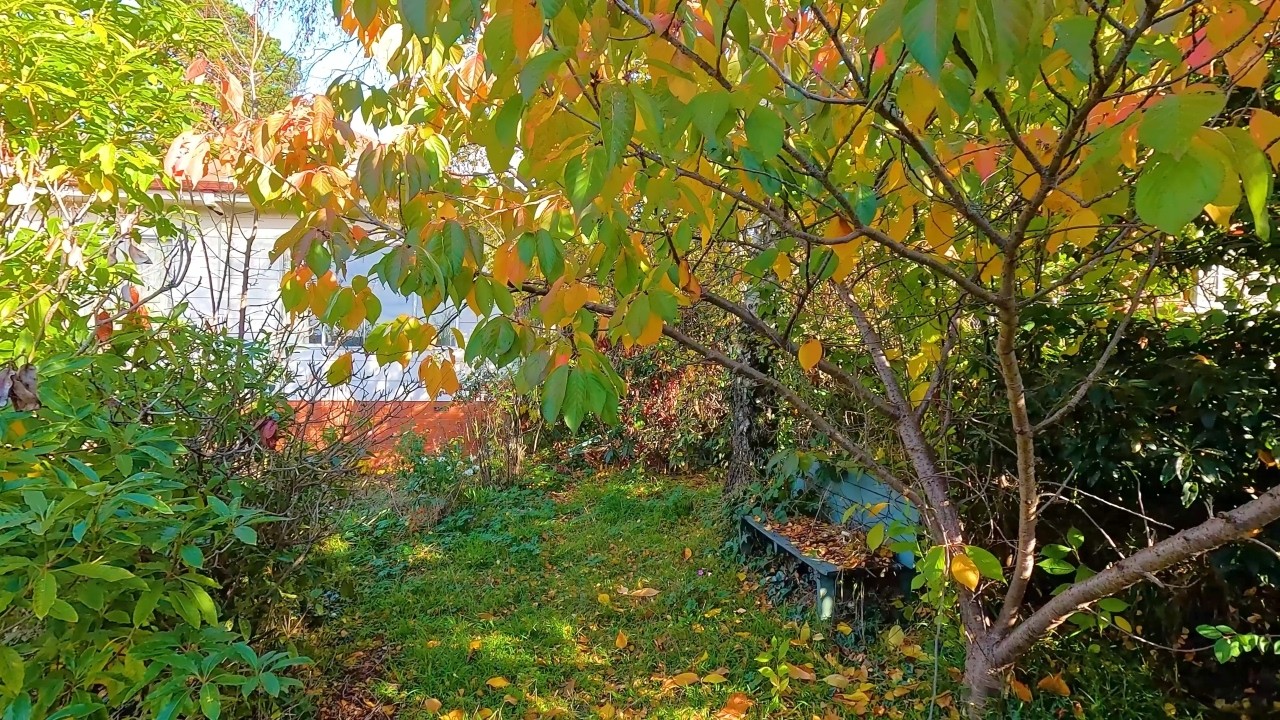 Transforming a messy yard step by step