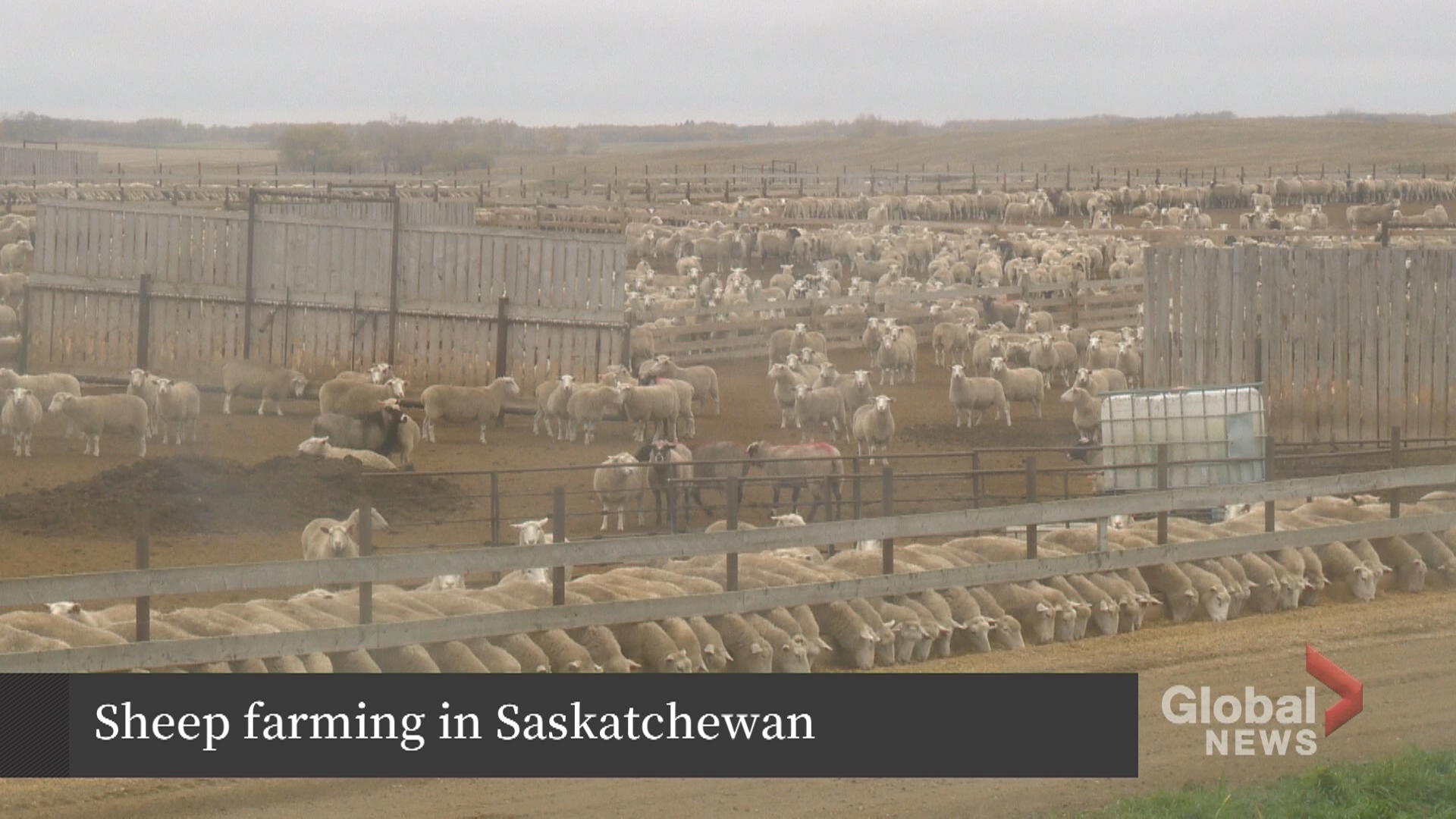 Sheep farming in Saskatchewan
