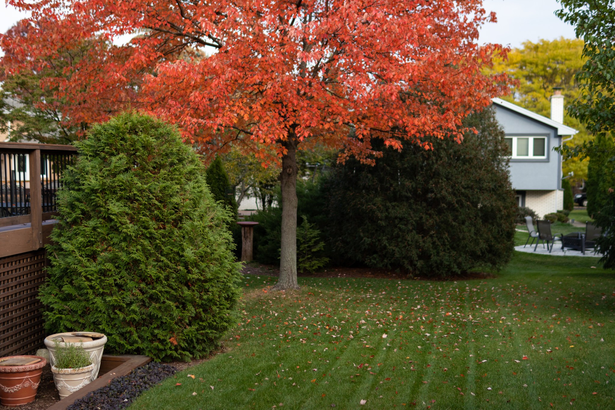 Woman plants tree in memory of son, then moves out. Years later, she ...