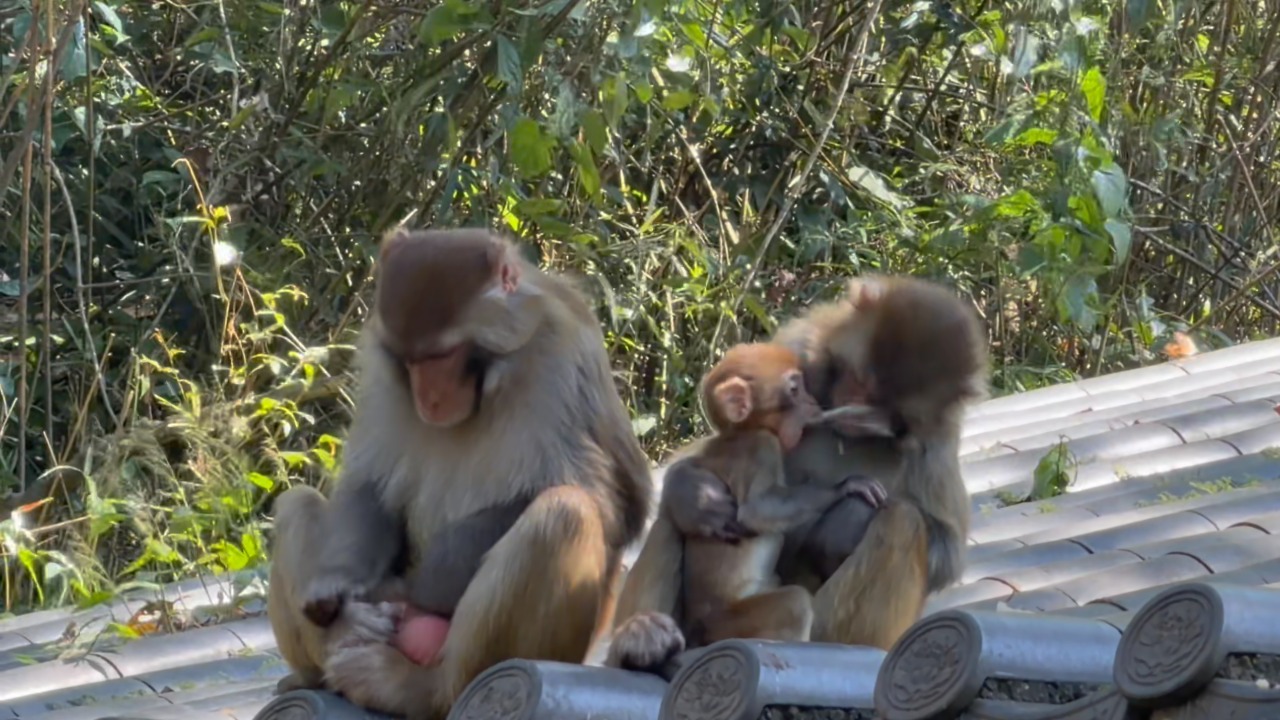 Baby monkey vomits on adult monkey's face on rooftop in Guangdong
