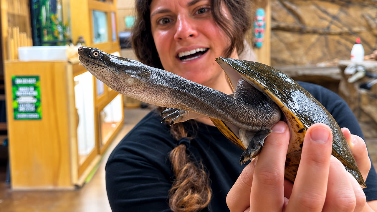 African softshell turtle’s unexpectedly long neck surprises everyone